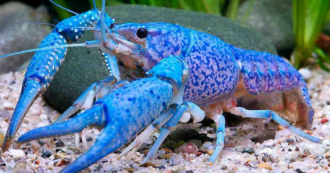 Blue Crawfish